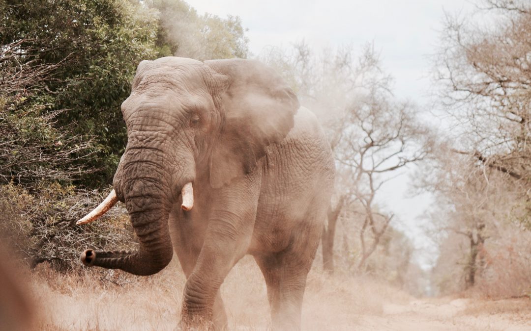 Petition: No more hunting of desert elephants in Namibia