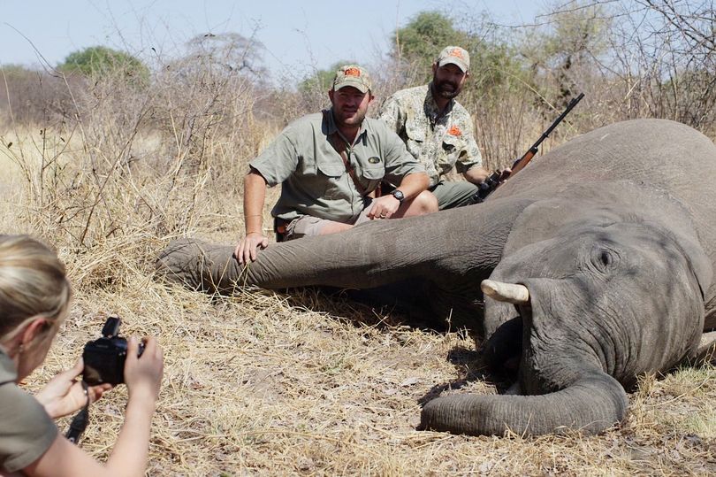 Trophy hunting incentivises killing of endangered animals, warns Zambian environmentalist