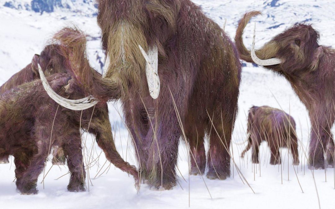 Brain size determined the chances of survival among large animals