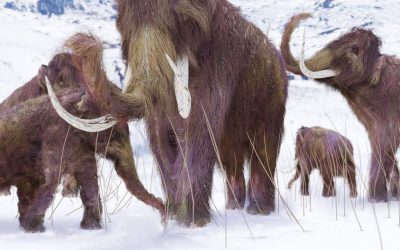 Brain size determined the chances of survival among large animals