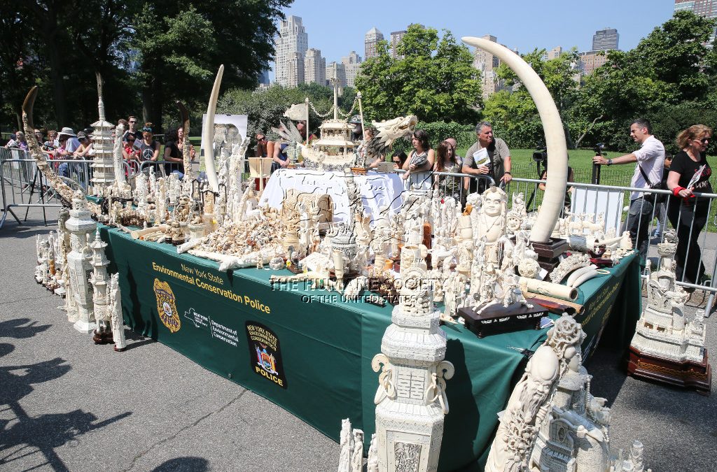 Japan’s Tireless Ivory Market: A Trader’s Haven Free of Strict Controls