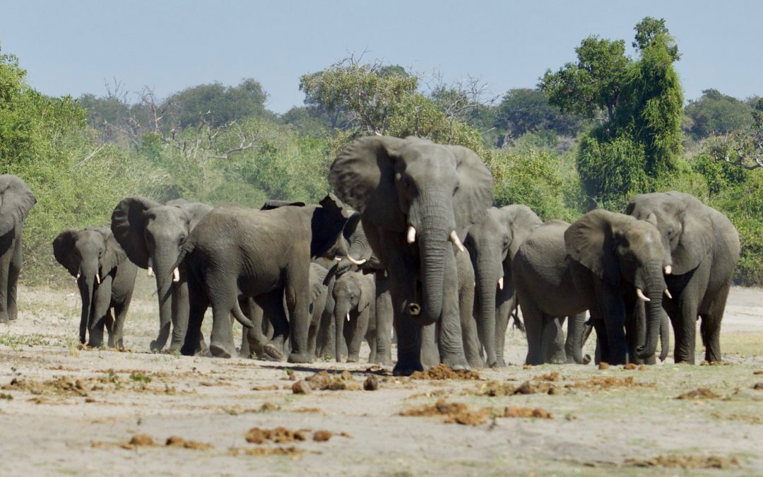 Incredible Journey of Meandering Elephants Ends at Kruger National Park: 5 Relocated, 6 Missing