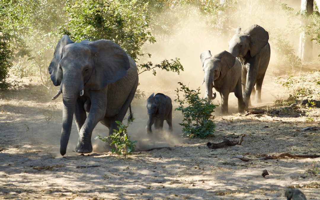 No rest for new elephant mothers