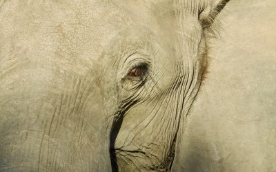 Elephants and the COVID-19 Pandemic
