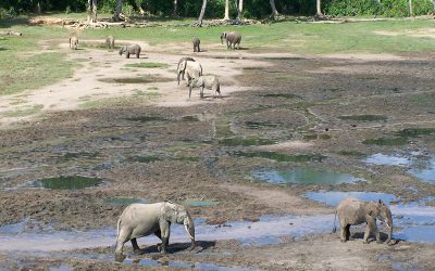 The role of large wild animals in climate change mitigation and adaptation