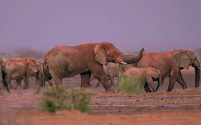 Future for all: The need for human-wildlife co-existence