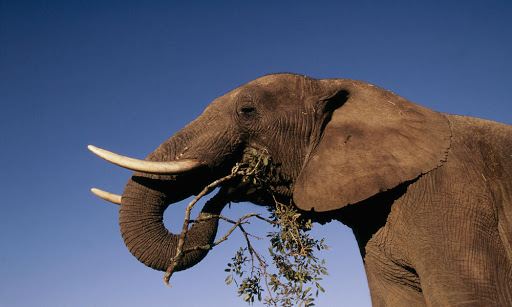 Malawi: Elephants to be translocated from Liwonde to Kasungu National Park