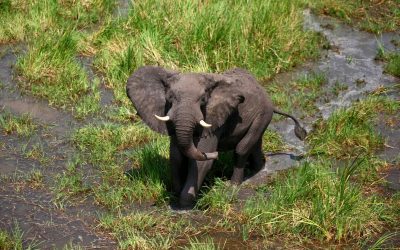 Ivory from at least 150 poached elephants seized in the DRC raid