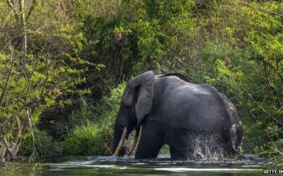 Nationwide abundance and distribution of African forest elephants across Gabon using non-invasive SNP genotyping
