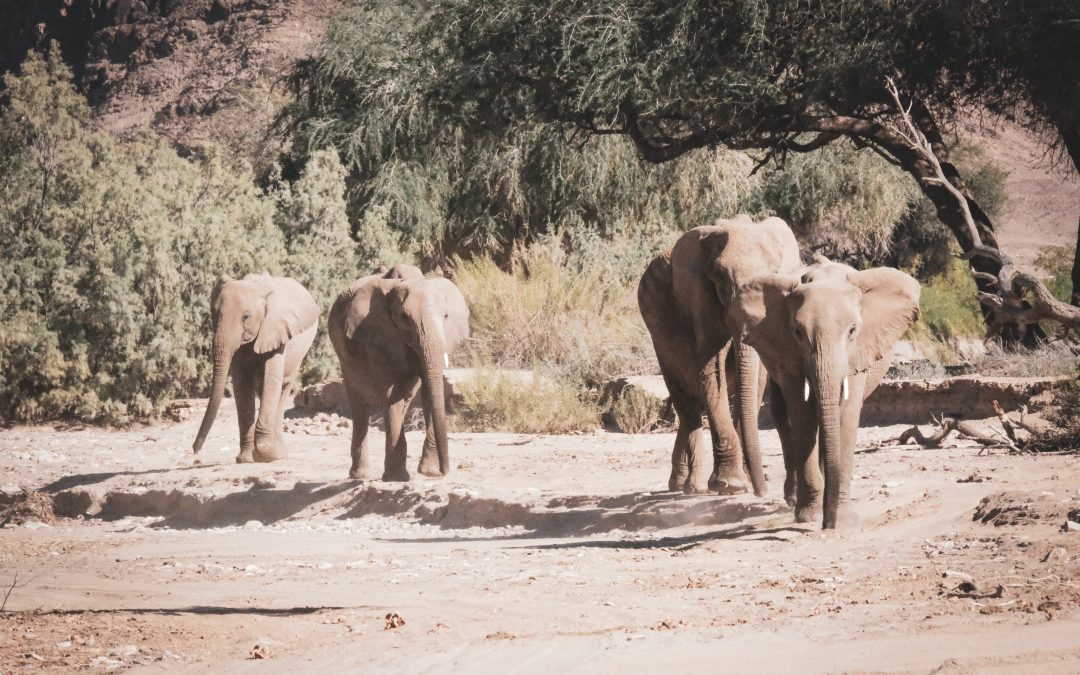 Press Release: Namibia exports 22 Wild elephants in blatant disregard of international law