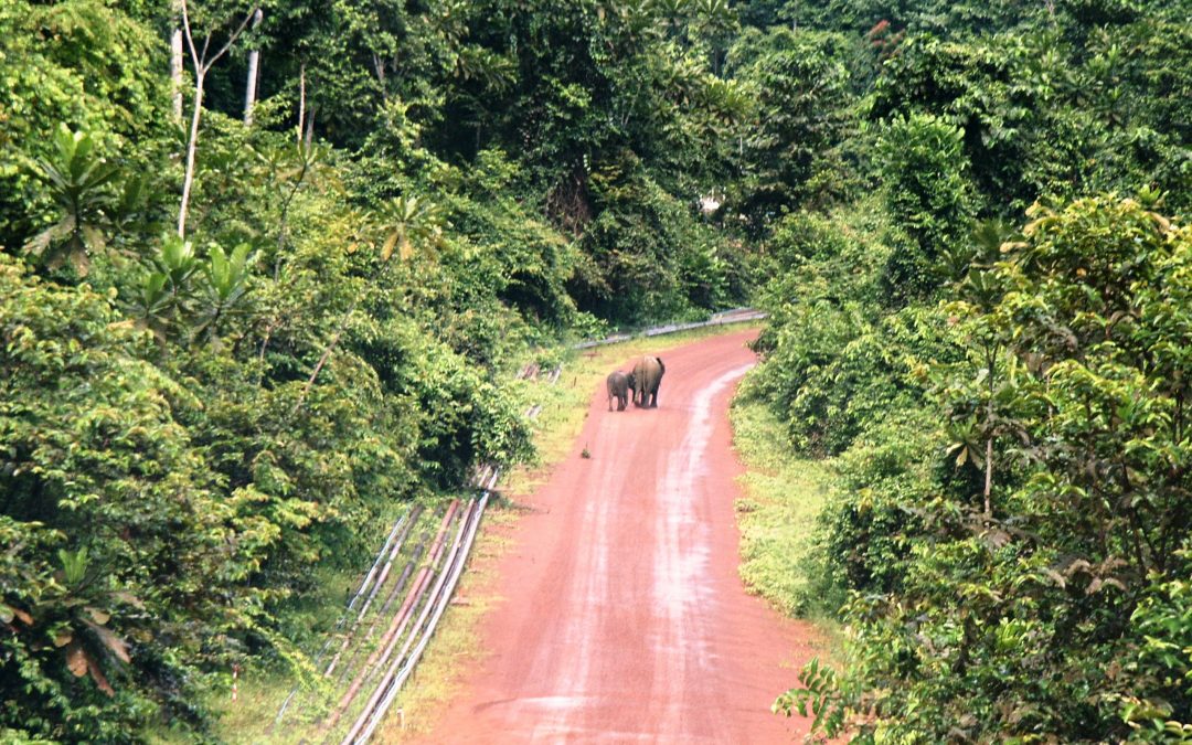 New efforts to protect African forest elephants in Gabon for nature and climate