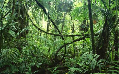 As animal seed dispersers go the way of the dodo, forest plants are at risk