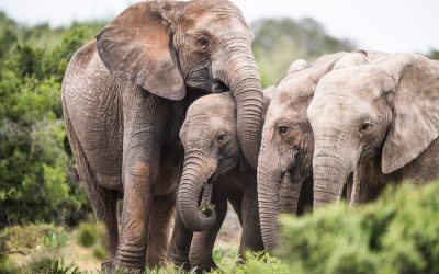 In prioritizing conservation, animal culture should be a factor, study says