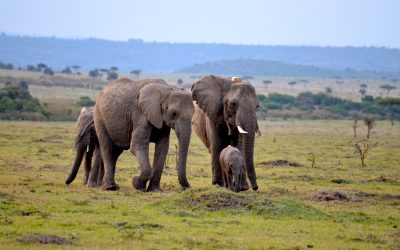 First assessment of metabolites in African savanna elephants