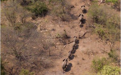 The silent threat to Africa’s wildlife