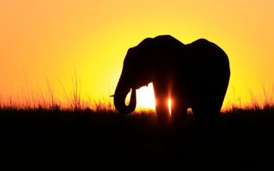 Zimbabwe: Massive transformation for Hwange National Park partner pumps in US$5 million