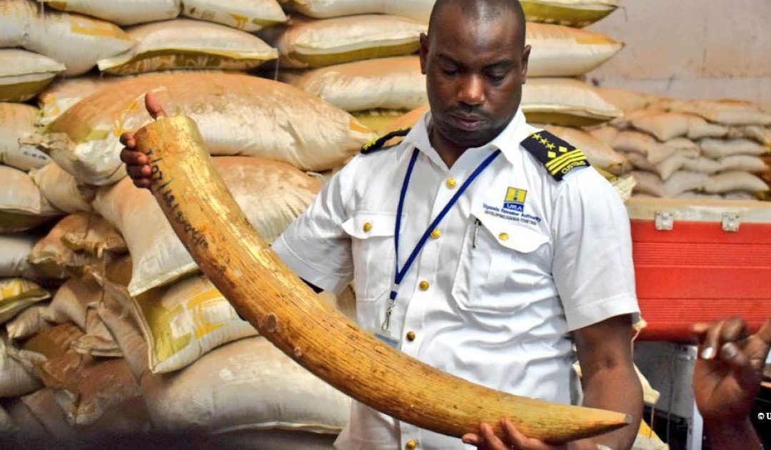 Press Release: CITES Standing Committee Agrees that Countries Must Continue to Report on their Domestic Ivory Markets