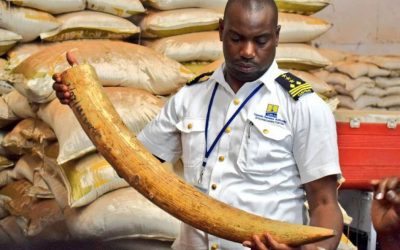 New techniques for retrieving fingerprints from ivory to mitigate poaching