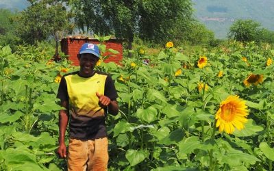 Kenya: Farmers Opt for Sunflowers to Keep Jumbos Away