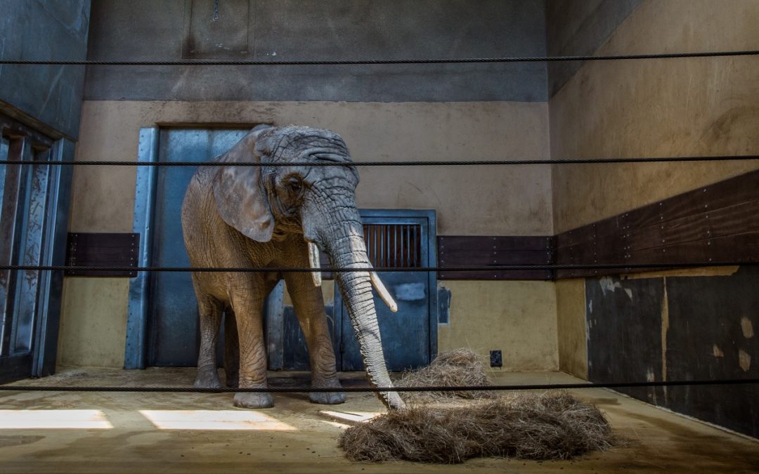 ELEPHANTS IN ZOOS: A LEGACY OF SHAME