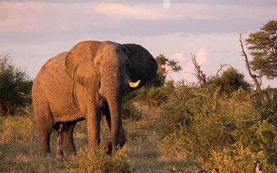 Botswana’s wildlife management fails communities — report