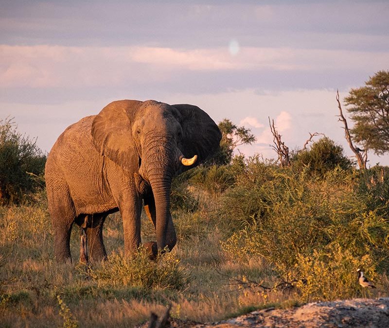 Botswana’s wildlife management fails communities — report
