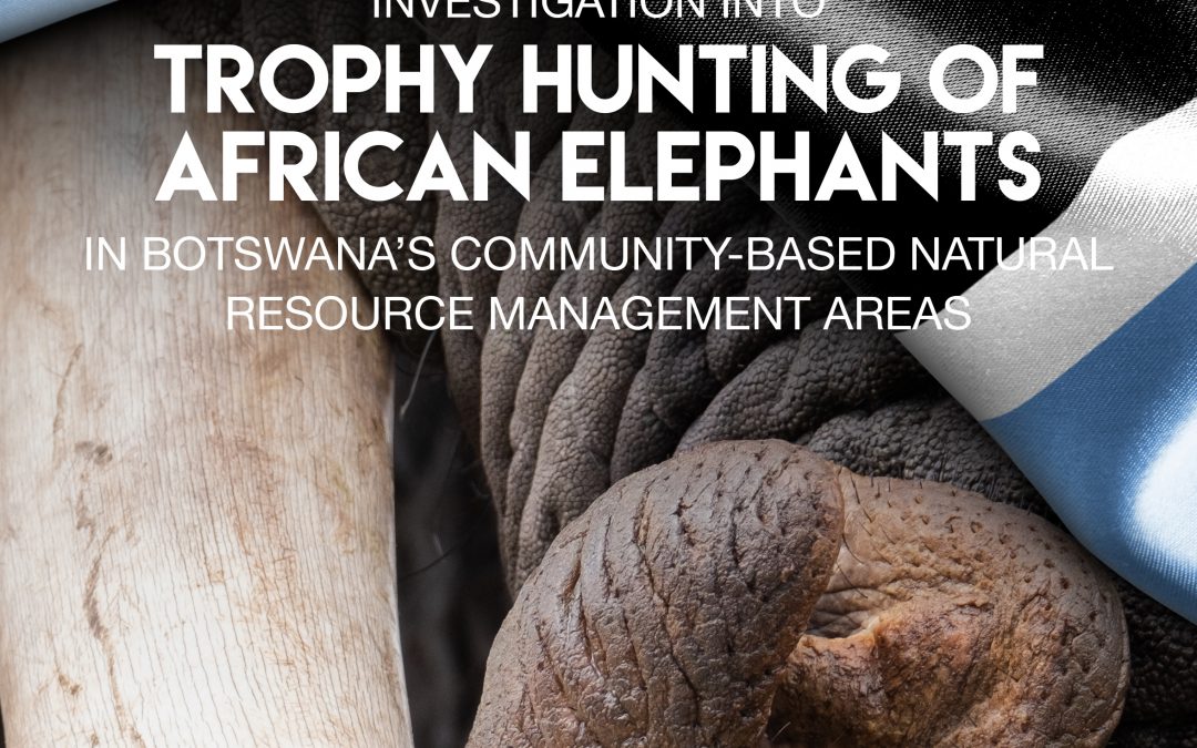 Investigation into the trophy hunting of elephants in Botswana’s Community-Based Natural Resource Management areas